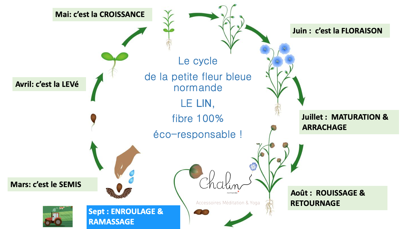 Le cycle de vie du lin chalin