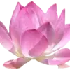 Lotus (logo de l'association tous droits réservés)