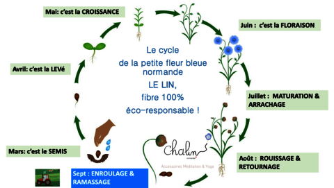 Le cycle de vie du lin chalin
