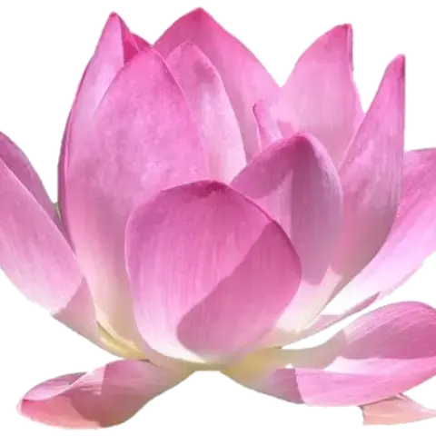 Lotus (logo de l'association tous droits réservés)