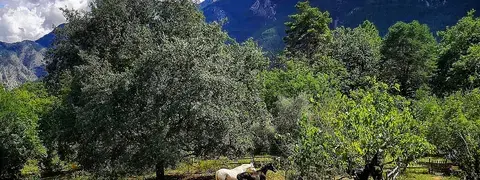 Les chevaux