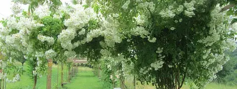 promenade sous la glycine