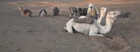 La caravane de dromadaires