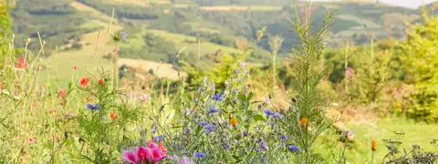 vue sur les Monts du Lyonnais