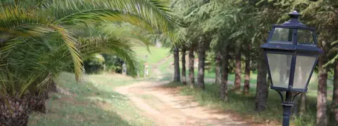 L'allée des palmiers