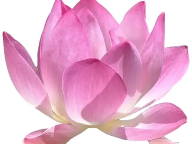 Lotus (logo de l'association tous droits réservés)